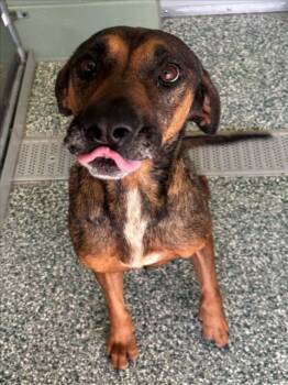 Rescue Treeing Walker Coonhound and Mixed Breed Dogs for Adoption in Salisbury, North Carolina - PINKY (SKYE) | PetCurious