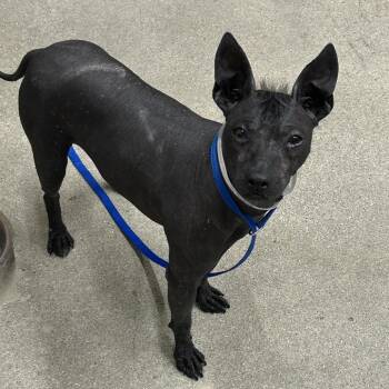 Anubis -  Xoloitzcuintli Mexican Hairless Dog for Adoption in Hawthorne, California - Anubis | PetCurious