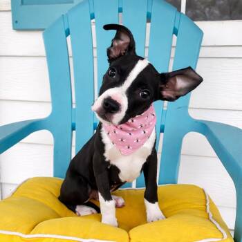 Boston Terrier Dogs Available for Adoption - Kay Kay | PetCurious