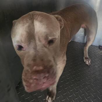 Holeman Ashey Rd stray -  Pit Bull Terrier Dog for Adoption in Roxboro, North Carolina - Holeman Ashey Rd Stray | PetCurious
