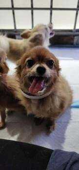 Presidential Litter -  Elizabeth Monroe -  Pomeranian and Chihuahua Dog for Adoption in Oswego, South Carolina - Presidential Litter -  Elizabeth Monroe | PetCurious
