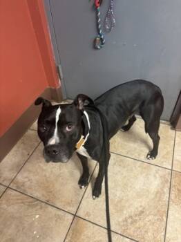 Rescue Mixed Breed Dogs for Adoption in Cincinnati, Ohio - Skipper | PetCurious