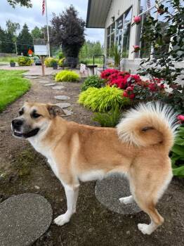 German Shepherd Dog and Labrador Retriever Dogs Available for Adoption in Newberg, Oregon - Jessica | PetCurious