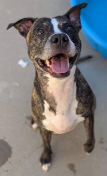 TINA -  Pit Bull Terrier and Mixed Breed Dog for Adoption in Dayton, Ohio - TINA | PetCurious