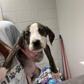 Mixed Breed Dogs Available for Adoption - Bo Peep | PetCurious