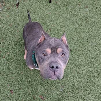 American Bulldog Dogs Available for Adoption - OCHO | PetCurious