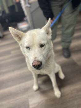 Rescue Husky Dogs for Adoption in Victorville, California - Bella #1710 (1011) ON HOLD UNTIL 11/06/25 ***MICROCHIPPED*** | PetCurious