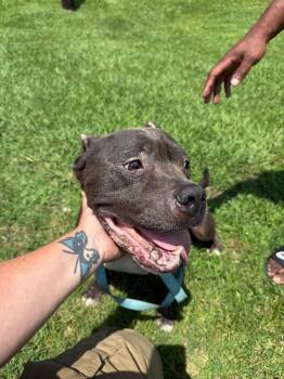 Stanley -  Mixed Breed Dog for Adoption in Alamo, Tennessee - Stanley | PetCurious