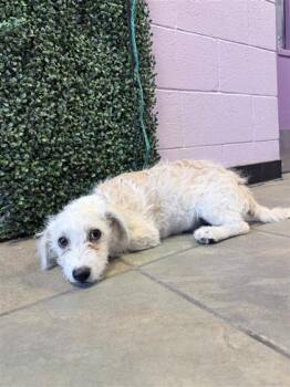 61143234 -  Terrier and Mixed Breed Dog for Adoption in El Paso, Texas - 61143234 | PetCurious