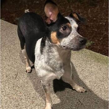 Abigail -  Mixed Breed Dog for Adoption in Tacoma, Washington - Abigail | PetCurious