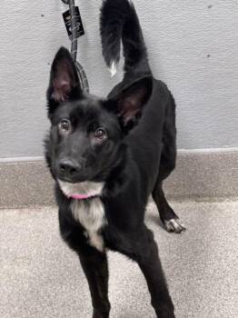 BOO -  Pit Bull Terrier Dog for Adoption in Las Vegas, Nevada - BOO | PetCurious