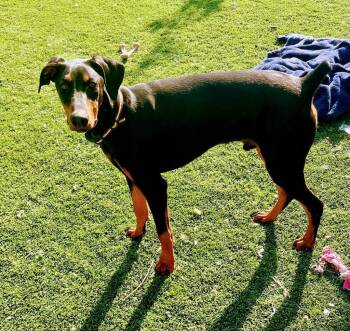 Doberman Pinscher and Mixed Breed Dogs Available for Adoption in Pahrump, Nevada - BoJack (Scout) (A114821) | PetCurious