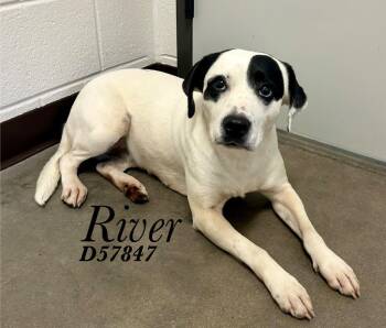 River -  Mixed Breed Dog for Adoption in Clarksville, Tennessee - River | PetCurious