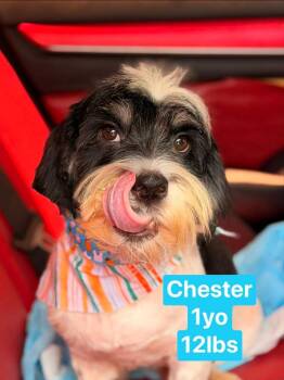 Retriever and Lhasa Apso Dogs Available for Adoption in Valley Stream, New York - Chester | PetCurious