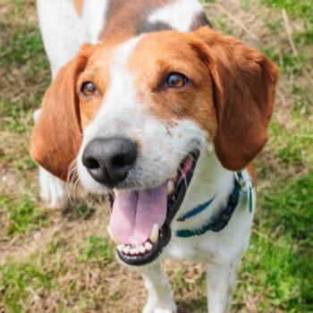 Philosophical Phillip -  Coonhound Dog for Adoption in Gloucester, Virginia - Philosophical Phillip | PetCurious