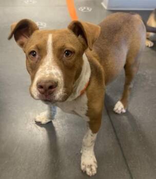 Luisa -  Mixed Breed Dog for Adoption in Fresno, California - Luisa | PetCurious