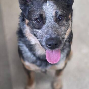 Australian Cattle Dog Blue Heeler and Mixed Breed Dogs Available for Adoption - Dracco | PetCurious