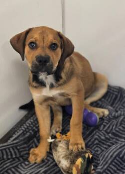 Bellatrix -  Mastiff Dog for Adoption in Viroqua, Wisconsin - Bellatrix | PetCurious