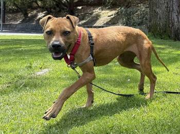 Cheetah Girl -  Pit Bull Terrier Dog for Adoption in Berkeley, California - Cheetah Girl | PetCurious