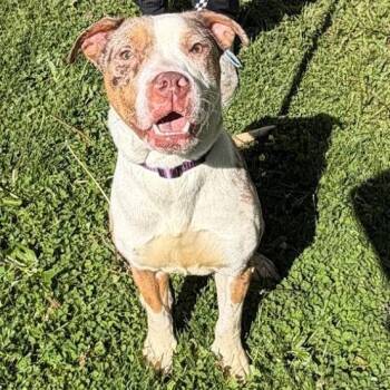 Pit Bull Terrier Dogs Available for Adoption in Waterloo, Iowa - Layla | PetCurious