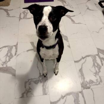 Pippi Longstocking/ Mom -  Border Collie and Mixed Breed Dog for Adoption in St. Peters, Missouri - Pippi Longstocking/ Mom | PetCurious