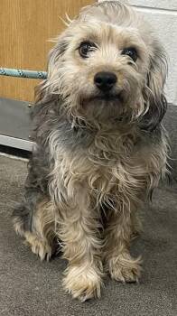 Shih Tzu and Mixed Breed Dogs Available for Adoption - CARSON | PetCurious