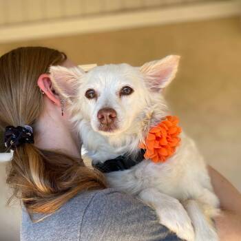 Rescue Pomeranian Dogs for Adoption in Ramona, California - Snow | PetCurious