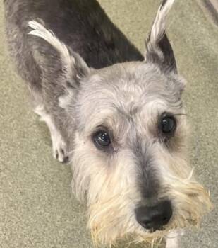 Fonzie -  Schnauzer Dog for Adoption in Hoffman Estates, Illinois - Fonzie | PetCurious
