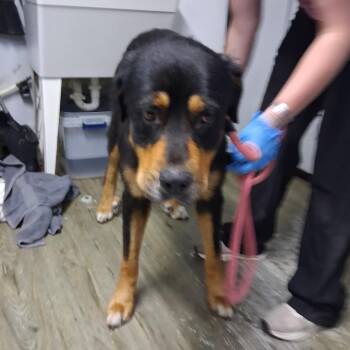 Mountain -  Bernese Mountain Dog Dog for Adoption in Summerville, South Carolina - Mountain | PetCurious