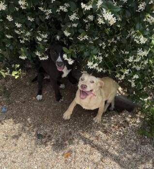 Skolopendra -  Labrador Retriever and Mixed Breed Dog for Adoption in New Orleans, Louisiana - Skolopendra | PetCurious