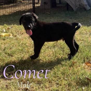 Comet (Purple Collar) -  German Shepherd Dog Dog for Adoption in Tulsa, Oklahoma - Comet (Purple Collar) | PetCurious