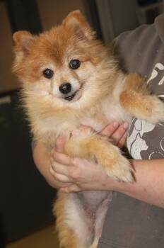 Rescue Pomeranian Dogs for Adoption in Marietta, Ohio - Ginger (Photos 11/16/2025) | PetCurious