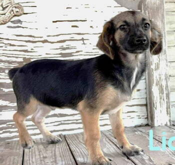 Rescue Dachshund and Chihuahua Dogs for Adoption in Rockaway, New Jersey - Liam Rogers | PetCurious