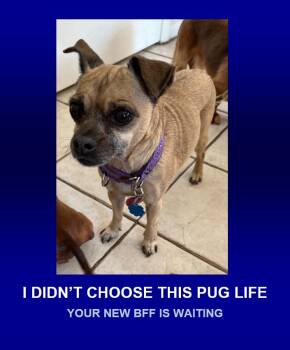 Rescue Pug Dogs for Adoption in Morrisville, Pennsylvania - Laverne | PetCurious