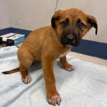 Mixed Breed Dogs Available for Adoption - Jambalaya | PetCurious