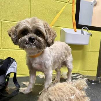 Bumble 08-2720 -  Shih Tzu and Mixed Breed Dog for Adoption in Tyrone, Georgia - Bumble 08-2720 | PetCurious