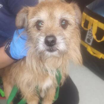 Mixed Breed Dogs Available for Adoption in Philadelphia, Pennsylvania - Cinnamon Swirl | PetCurious