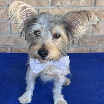 Stitch Milton -  Yorkshire Terrier Dog for Adoption in Houston, Texas - Stitch Milton | PetCurious