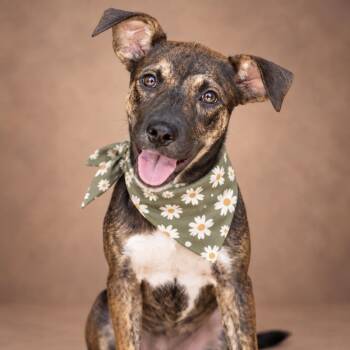 Lacey -  Shepherd and Labrador Retriever Dog for Adoption in The Woodlands, Texas - Lacey | PetCurious