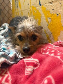 Mixed Breed Dogs Available for Adoption - Ellie Mae | PetCurious