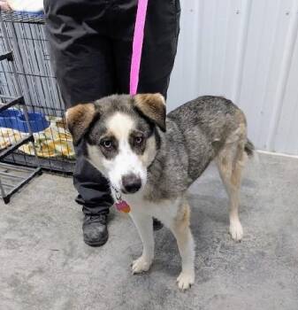 Husky Dogs Available for Adoption in Scottsburg, Indiana - Princess | PetCurious