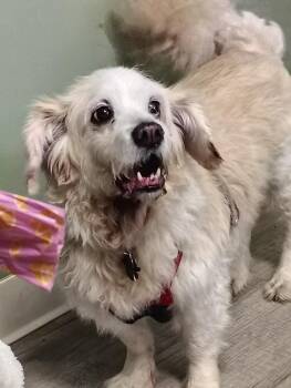 Bauer ****senior****Sponsored Adoption Fee! -  Cockapoo Dog for Adoption in Muskegon, Michigan - Bauer ****senior****Sponsored Adoption Fee! | PetCurious