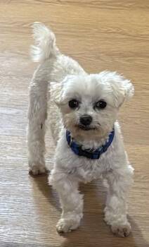 Clifford -  Maltese Dog for Adoption in Columbus, Ohio - Clifford | PetCurious
