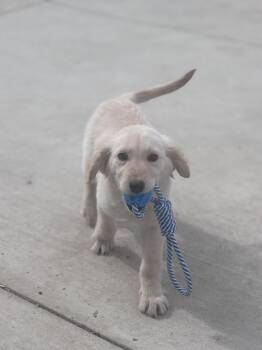 Golden Retriever Dogs Available for Adoption - Penny | PetCurious