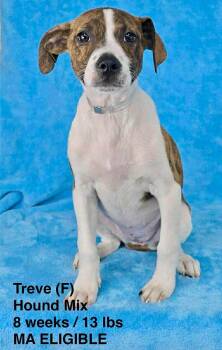 Hound Dogs Available for Adoption in Pomfret, Connecticut - TREVE | PetCurious