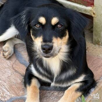 Rescue Chihuahua and Dachshund Dogs for Adoption in Washington, District Of Columbia - Dixie | PetCurious