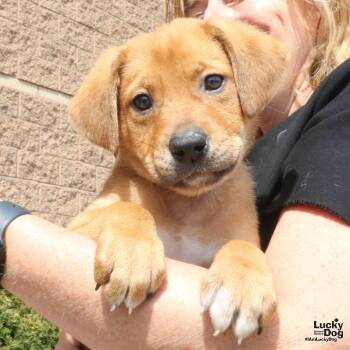 Shepherd Dogs Available for Adoption - Dino | PetCurious