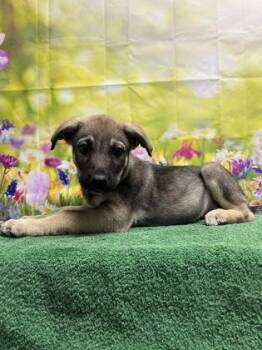 Shepherd and Mixed Breed Dogs Available for Adoption in San Antonio, Texas - Blake | PetCurious