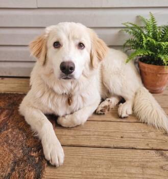 Pearl -  Great Pyrenees Dog for Adoption in Crown Point, Indiana - Pearl | PetCurious