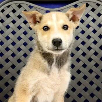 German Shepherd Dog Dogs Available for Adoption in Midland, Texas - Midland | PetCurious